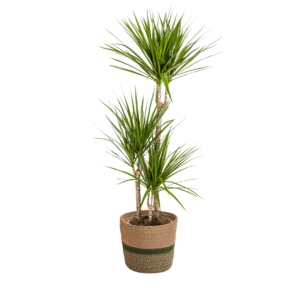 d3ce6392e3824a94ae209169190d6c80a4d929f6d24d409792fc52800a4d293f.png Dracaena Marginata 'Green' mit Korb