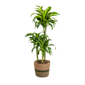 6991ef77980f4da0aca47d2cbf7ae016cb5f12d501454e348b0e159b3452d9d3.png Dracaena Deremensis 'Dorado' mit Korb