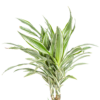 Dracaena Deremensis 'White Stripe' mit Korb