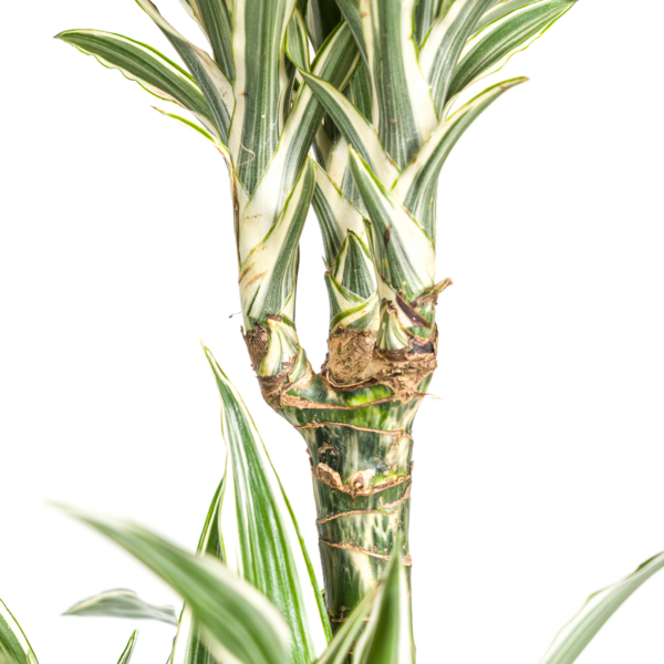 Dracaena Deremensis 'White Stripe' mit Korb