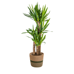 ac660526b5bf481589e04291ab61f575cad329adf8334668aa03eb1beb7e7495.png Yucca Elephantipes mit Korb