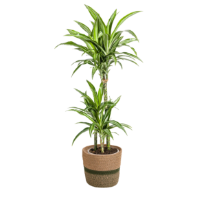 f16bb092361a433e8c980383d4fd23123858b091f9644962b5ee7667d649b696.png Dracaena Deremensis 'White Stripe' mit Korb