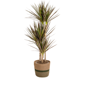 72187fa322904951be01410a3a556b6f52ba45c749014f7f93a31fc11ec97156.png Dracaena Marginata 'Magenta' mit Korb