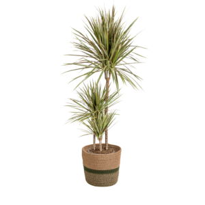 79286fde192a497cbfd859cdfee72c67958499cf8a984576b326edcd856d89e6.png Dracaena Marginata 'Bicolour' mit Korb