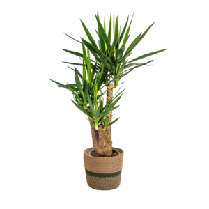 02c820c3ef394ba6bfd6350cfbd6e556f9fe2a49fdf9460da56f56cdcae5f85a.png Yucca Elephantipes verzweigt mit Korb