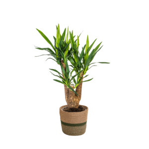 3da5b83311a74573b2e8fafa34945258d4e243c35d0a42c49c6a0bdcc1940991.png Yucca Elephantipes verzweigt mit Korb