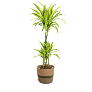 8409cd54e35b49acb016ab4a5228fb87d0b6ba73f95d47c99c91f407dc27ee19.png Dracaena Deremensis 'Lemon Lime' mit Korb