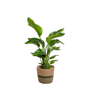 2ab992c1047a458492328c3cbc5aaf60aecf425dec6d4d8a8499edd4fcfcbc59.png Strelitzia Nicolai mit Korb