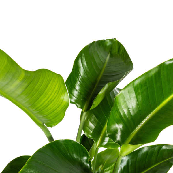 39f49603a5f84322b6eeba91d935dc9a7d582ecd827d419baff96a4f95232c49.png Strelitzia Nicolai mit Korb