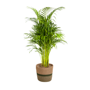 c7386d7030114a899f5ac17936f1d4f2ab53588aa6214b4d8018b6e703c5d71a.png Dypsis Areca Lutescens mit Korb