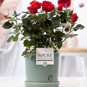 404fa140a47543b392c56fb33de0e1852280d4b18e344ea89dbc4a8efdddeba7.jpg Rosa rot - Topfrosen rot - im P&Pure Lauren Topf