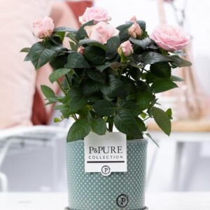 81158a2da38241e3a8e04f1f70aa8ec6f6a2f5aaf6f14c579f0e957ab15eedbb.jpg Rosa hellrosa - Topfrosen rosa - im P&Pure Lauren Topf