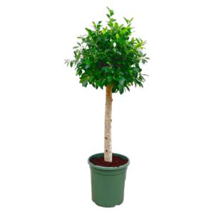 566c048e73f2447a890093d6b8416f8e5cb84461cfae4e99b497415992876496.jpg Ficus Nitida op stam
