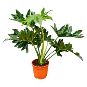 4713fabac9a24ec1b111098a584cf8940924f6a0a73a4e939ddd300329d5914a.jpg Philodendron Selloum