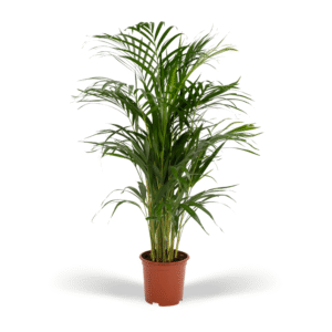 2e325d22be54444bb48795a621562d0351a1b5964a40455b9bbc231fab3ec07a.png Areca Palme