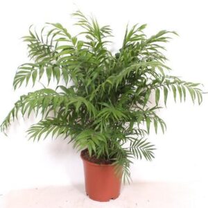 f372fcdd77ba4492bf860c2e82c0c8961cfefc54d6254b7caeb557fe2a3ec428.jpg Chamaedorea Elegans
