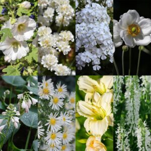 e1a80a92fe4449d1b91ef0518412e8f24d1c25747b8d4b2bb07e80d836b08be6.jpg Beetpaket – Weiß – Sonstiges – Sorten und Farben – 6 Pflanzen