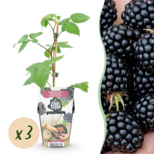 d3b23e82f4334cda9effbfa522bd867e799fe96a73ef4521a01986a4937ff2dc.jpg Brombeere - Rubus Black Satin - Winterhart - 3 Pflanzen