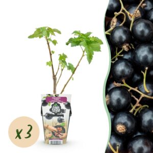 95e9c002039f4035b8a2c7696899d5b962314ea4001047a09595dda4c8544340.jpg Schwarze Johannisbeere - Ribes nigrum Titania - Winterhart - 3 Pflanzen