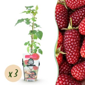 717c3085f4f3421680165321608d0c092297ace7722e44e39d1aaa8e573fd053.jpg Tayberry - Rubus Tayberry - Winterhart - 3 Pflanzen