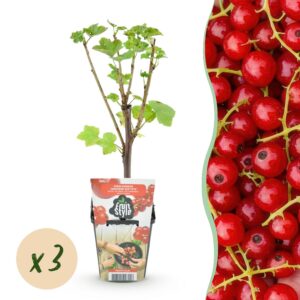 ef599a5a684e4c6492841de55ecdd4a8494c703377264a2ebc41632097aa7f4f.jpg Rote Johannisbeere - Ribes rubrum Jonkheer van Tets - Winterhart - 3 Pflanzen