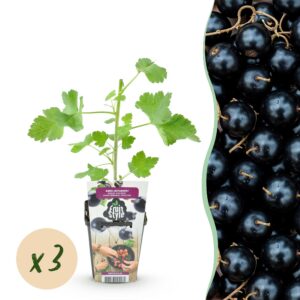 b3b3485a27904f52b55af81b1ae119e8a74f883e3b874eddaf875b4ee4e67c24.jpg Jostaberry - Ribes Jostabes - Winterhart - 3 Pflanzen