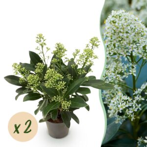 c936ddcf93ba4688b21f1215de049e7e5fc7f0d7441c41d29168632f96f407c6.jpg Skimmia japonica Finchy - Blüte Weiß - 10+ Blüten - 2 Pflanzen - Winterhart