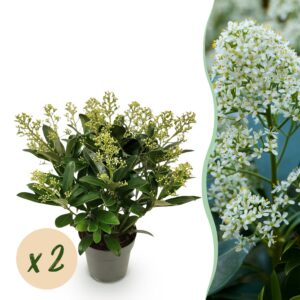 ae9b24b3f67b415daa0f540c3dd5dfe72e04de437c6248d8af14f5544cec0ace.jpg Skimmia japonica Finchy - Blüte Weiß - 15+ Blüten - 2 Pflanzen - Winterhart