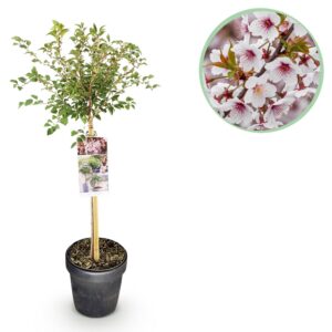 c3672491ff804511910eec94a0a418a17864eba50f3e4435b6524f97191f75c3.jpg Prunus incisa Koujou-no-mai - Terrassenpflanze - Laubabwerfend - Winterhart - Weiße Blüte