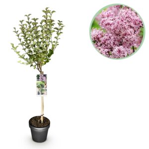 084c6f6a38e24fa4a93b21ced1f47895000451ef79714f279fa1cb702fd9f3fc.jpg Pflanze am Stiel - Syringa meyeri Palibin - Terrassenpflanze - Laubabwerfend - Winterhart - Lila Blüte