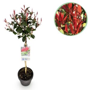 37e199edcd304a1da9e0a69c9ffcea7d03e29393124a4c68a0eacb497b695460.jpg Photinia fraseri Carre Rouge - Terrassenpflanze - Immergrün - Winterhart - Grün-Rotes Blatt
