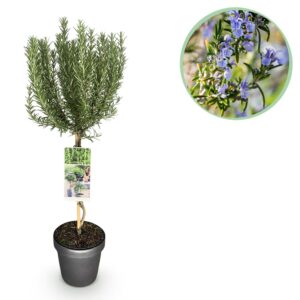 e8636a9b1ac244d5941d8b656a5a7c1919aac3fbe91d4fcaa2d549b801a27eca.jpg Rosmarinus officinalis - Terrassenpflanze - Immergrün - Lila Blüte
