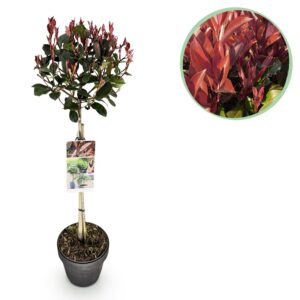 b75c1dae127f4a1eb41fd14649091973f07921a58b324c07ad83a9d9f2d5e484.jpg Photinia fraseri Rotes Rotkehlchen - Terrassenpflanze - Immergrün - Winterhart - Grün-Rotes Blatt