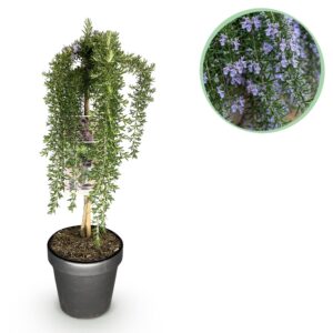 30fde2dca896430782c3d5425833ee8bd95d39e13e06444a8334426e34ea4a52.jpg Rosmarinus officinalis Prostratus - Terrassenpflanze - Immergrün - Winterhart - Violette Blüte