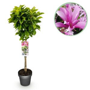 db5560acc70146759a661417b76b44d61f3a666f63cd45e082a3a789693c0a27.jpg Magnolia Susan - Terrassenpflanze - Laubabwerfend - Winterhart - Rosa Blüte