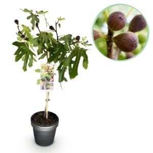 5176f394692a42409fcf5e15d41746ffc1298d67a2ba496fbabb6af6eb54f700.jpg Ficus carica Little Miss Figgy - Terrassenpflanze - Laubabwerfend - Winterhart - Grüne Früchte