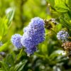 Ceanothus impressus Victoria - Terrassenpflanze - Immergrün - Winterhart - Lila Blüte