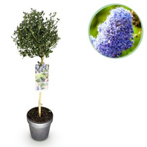 7c20a4850d4b4902a92ffb81bcf837640d60befa848f4bb385c3e17b08997988.jpg Ceanothus impressus Victoria - Terrassenpflanze - Immergrün - Winterhart - Lila Blüte