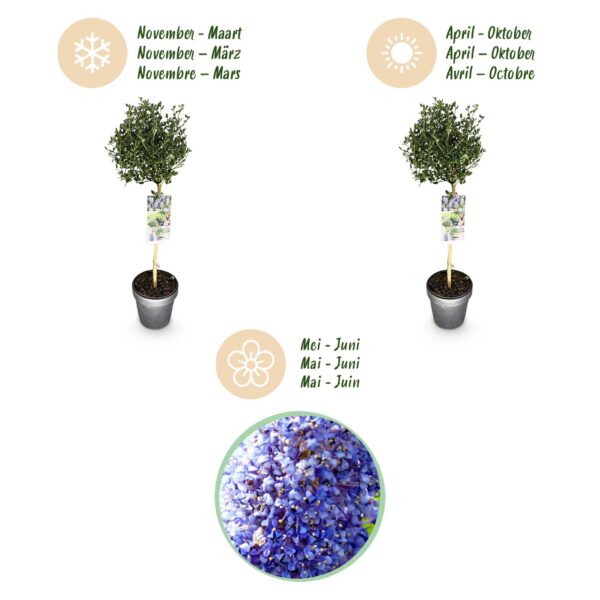 Ceanothus impressus Victoria - Terrassenpflanze - Immergrün - Winterhart - Lila Blüte