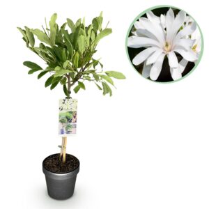 de6ee9593d3f4d1fa4e16ff2cedf0616b42c3f706e954914bb026dff9ab34eb5.jpg Magnolia stellata -Terrassenpflanze - Laubabwerfend - Winterhart - Weiße Blüte
