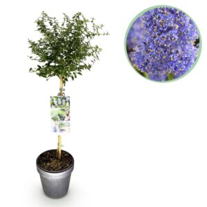 e731f9a8b1244f24a53891a0f3bd3a32feeed33a53604044b37040ee3eb8a56a.jpg Ceanothus thyrsiflorus Repens - Terrassenpflanze - Immergrün - Lila Blüte