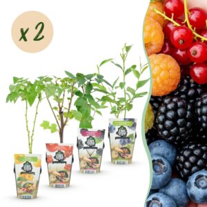 e1304d5c53f147acab39cabd7762a2e0d987da81e78749e1a7d7fb98f2452a07.jpg Regenbogen - Rote Beere - Gelbe Himbeere - Brombeere - Heidelbeere - Winterhart - 8 Pflanzen