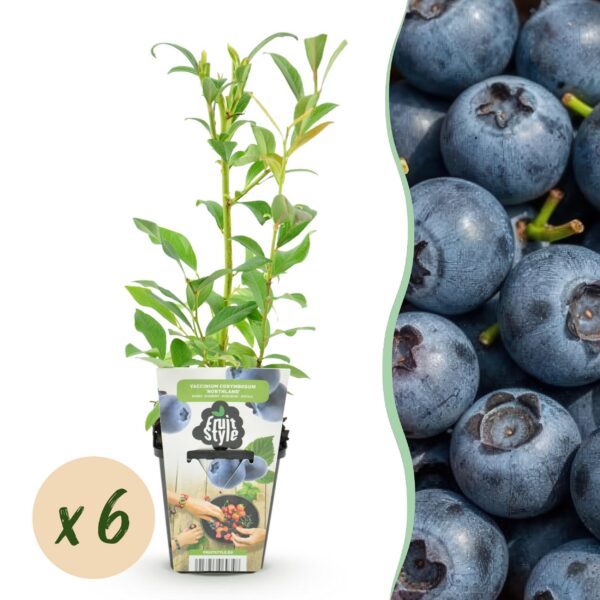 Heidelbeere - Vaccinium corymbossum Northland - Winterhart - 6 Pflanzen
