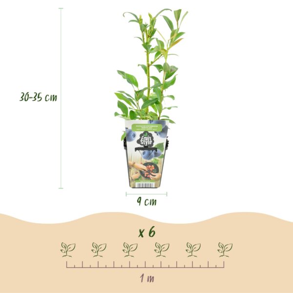 Heidelbeere - Vaccinium corymbossum Northland - Winterhart - 6 Pflanzen