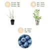 Heidelbeere - Vaccinium corymbossum Bluegold - Winterhart - 6 Pflanzen