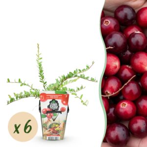 e89f76b21bd54dcca8521f36ffc929538088ded7049144abafb8a04ff621096f.jpg Heidelbeere - Vaccinium macrophylla Early Black - Winterhart - 6 Pflanzen