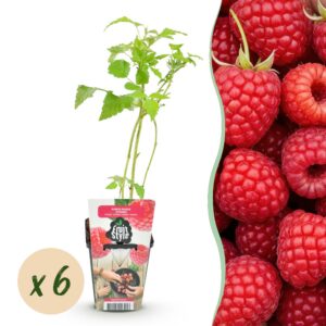 c3fe1b6717f345c68db0b2177f0f5533bdb294bbeac74a72803d75e489eaf6c4.jpg Himbeere - Rubus idaeus Ottawa - Winterhart - 6 Pflanzen