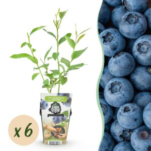 9152761165794616aae237cf2da7fbc6b0330307b681493aa76d55f5d04dbdd8.jpg Heidelbeere - Vaccinium corymbossum Goldtraube - Winterhart - 6 Pflanzen