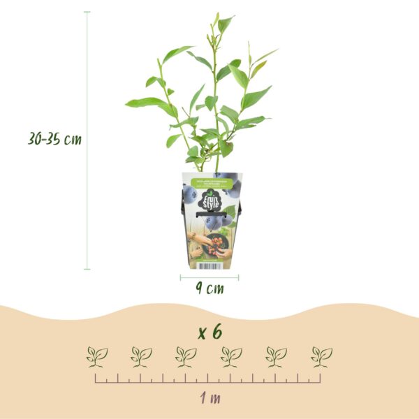 adf9c25b972b4dfeb0c286d7d43e67901847a3b7f2314785a1ba2d783882e2bc.jpg Heidelbeere - Vaccinium corymbossum Goldtraube - Winterhart - 6 Pflanzen