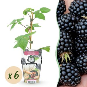 3d9805ae06bd4eac8ca0ea3a220e7b9afbb176064fd64c04a96589cbce01f079.jpg Brombeere - Rubus Black Satin - Winterhart - 6 Pflanzen